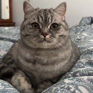 Meet your Posher, Gulyaprak